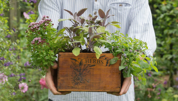 Best Soil for Herbal Plants