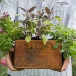 Best Soil for Herbal Plants
