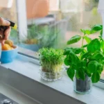 Indoor Herbal Gardening for Beginners